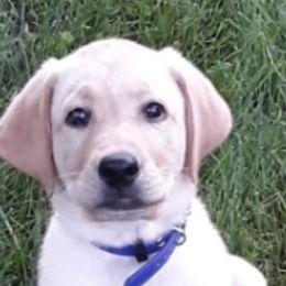 Labrador Retriever Puppies from Cary’s Buck Creek Retrievers