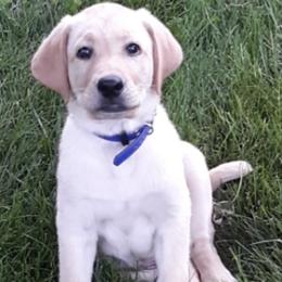 Labrador Retriever Puppies from Cary’s Buck Creek Retrievers