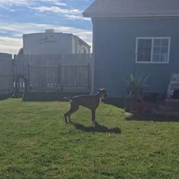 Boxer All Grown Up from Rorschach Boxers