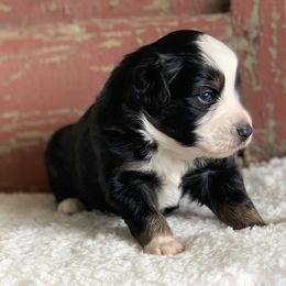 Miniature Australian Shepherd Puppies from Windy Hills Mini Aussies