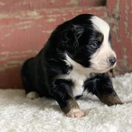 Miniature Australian Shepherd Puppies from Windy Hills Mini Aussies
