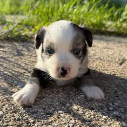Jett - Blue merle male Miniature Australian Shepherd puppy in Marion, Michigan from Highland Hills Mini Aussies