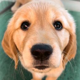 Golden Retriever Puppies from Golden Poppy Retrievers