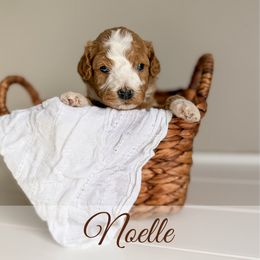 Noelle - Red  female Goldendoodle puppy in Melba, Idaho from KZ Doodles