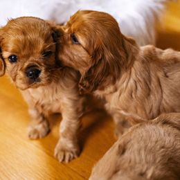 Cavalier King Charles Spaniel Puppies from Carolina Cavaliers