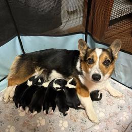 Gemma - Pembroke Welsh Corgi