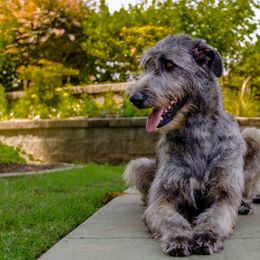 Irish Wolfhound Puppies from Steppin'wolf Irish Wolfhounds