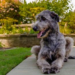 Irish Wolfhound Puppies from Steppin'wolf Irish Wolfhounds