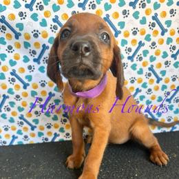Ember - Red female Redbone Coonhound puppy in Mount Pleasant, Texas from Harmons Hounds