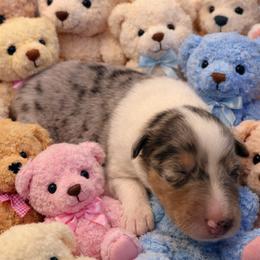 Ty - Blue merle white and tan male Collie puppy in Carencro, Louisiana from Cajun Bayou's Collies LLC