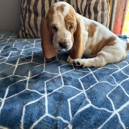 Basset Hound Puppies from Valley Bassets