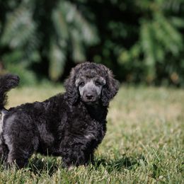 Poodle Puppies from Mystic Moon Poodles