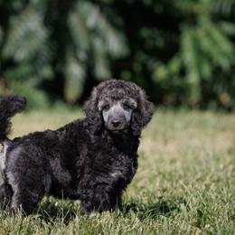 Poodle Puppies from Mystic Moon Poodles