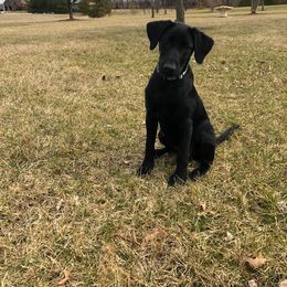 Labrador Retriever Puppies from Harvest Moon Farm