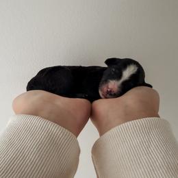 Victoria - Black female Sheepadoodle puppy in Wabash, Indiana from DOODCompany