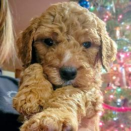 Drummer - Red  male Goldendoodle puppy in Pollock Pines, California from Ten Acre Wood Doodles