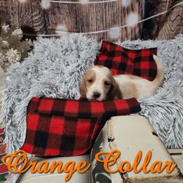 ORANGE BOY - Lemon and white male Basset Hound puppy in Snow Camp, North Carolina from V's Southern Angels