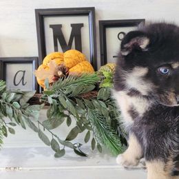 Mr. Wiggins - Pomsky puppy from Big Sky Pomskies