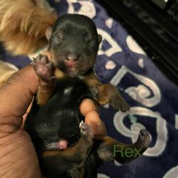 Rex - Black and tan male Yorkipoo puppy in Gastonia, North Carolina from Precious pups dynasty kennel