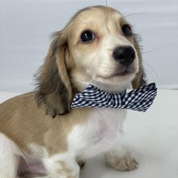 Dachshund Puppies from Legacy Lane Dachshunds