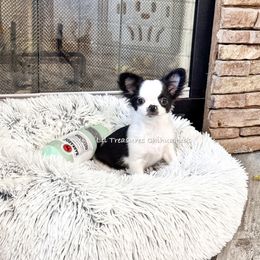 Gnomeo - Black and white male Chihuahua puppy in Anderson, South Carolina from Lil Treasures Chihuahuas