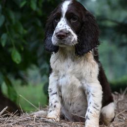 Hargid - Liver and white male English Springer Spaniel puppy in Huntingdon, Pennsylvania from Leila Ferrucci