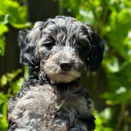 PRISCILLA - Merle Goldendoodle puppy in Atascadero, California from Daring to Dream Doodles