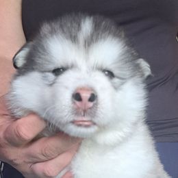 Girl 3 - Gray and white female Alaskan Malamute puppy in Prince William County, Virginia from SnoCap Kennel