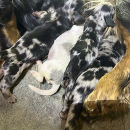 Girl 3 - Dapple female Dachshund puppy in Buchanan, Georgia from Kiser Creek Dachshunds