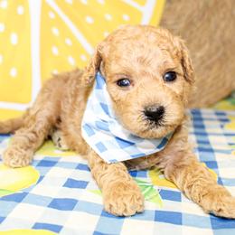 Boy 2 - Apricot male Goldendoodle puppy in Antlers, Oklahoma from Rocking H