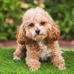 Miki - Poodle