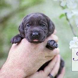 Labrador Retriever Puppies from Sagey Acres Farmette and Labs