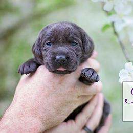 Labrador Retriever Puppies from Sagey Acres Farmette and Labs