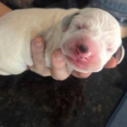 Hermes (red) - White and black male Dalmatian puppy in Palmer, Massachusetts from Delaney's Dalmatians 2