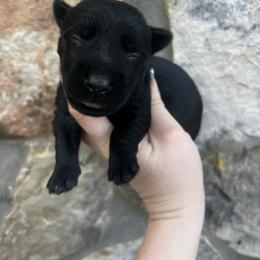 Girl 3 - Black female Scottish Terrier puppy in Chattanooga, Tennessee from Oodles of Cuties!