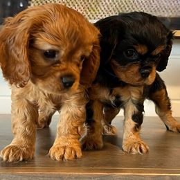 Cavalier King Charles Spaniels from Amazing AKC Puppies