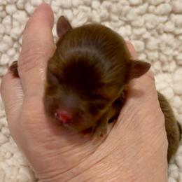 Espeon - Lavender female Pomeranian puppy in Bentonville, Arkansas from Hummingbird & Fox