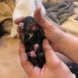 Miniature Schnauzer Puppies from Chantel's Miniature Schnauzers