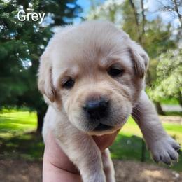 Grey collar - Yellow male Labrador Retriever puppy in Mossyrock, Washington from White River Labradors