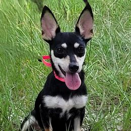Tink - Chihuahua