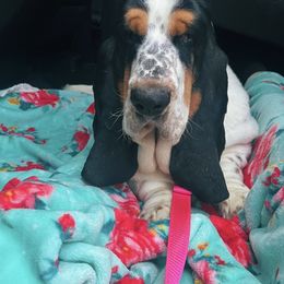 Basset Hounds from Lovable Basset Hounds