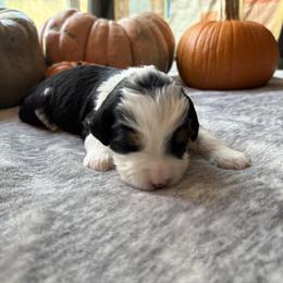 Piglet - Tri-color female Bernedoodle puppy in Northglenn, Colorado from Colorado Bernedoodle Babies