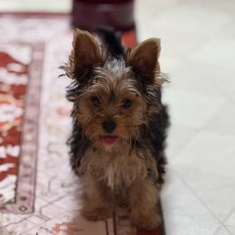 Bowtie - Black and tan male Yorkshire Terrier puppy in Lexington, North Carolina from Silver Valley Yorkies