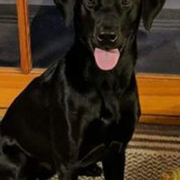 Labrador Retrievers from Krista Lishman