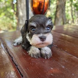 Hazel - Liver female Miniature Schnauzer puppy in Saratoga Springs, Utah from Happy Beard Schnauzers