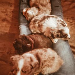 Miniature Australian Shepherd and Toy Australian Shepherd Puppies from Kinsley's Cuties & SouthPaw Creations