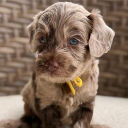 Porky - Merle male Goldendoodle puppy in Blanchard, Oklahoma from Dream Doodles by Dondi
