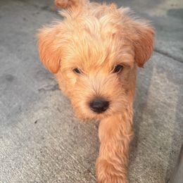 Lola - Cream female Assorted Doodle Crosses puppy in River Falls, Wisconsin from Dottie's Doodles