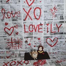 IXTA - Pomeranian