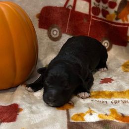 Reuben - White and black male Bordoodle puppy in Republic, Missouri from Holland Hilltop Farm